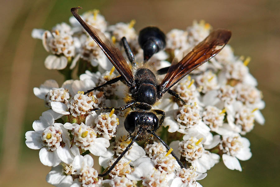 Isodontia mexicana